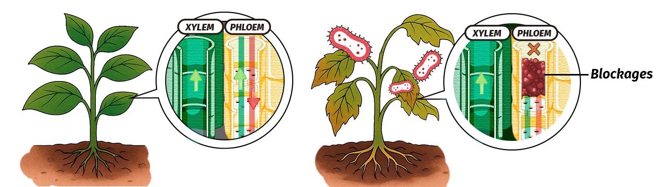Vascular Disease Impact