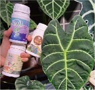 Holding two earlier nutrition bottles beside a large dark leaf