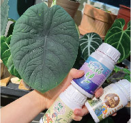 Holding an earlier nutrition bottle, with a large green leaf in front