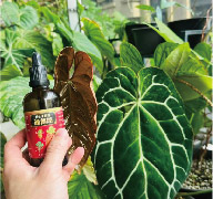 Holding an earlier dropper bottle, with a white-veined foliage plant behind