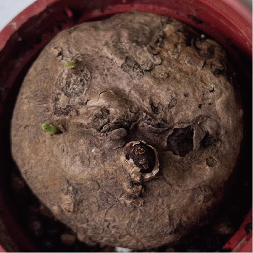 Stephania sprout side, day 8, a shoot is visible
