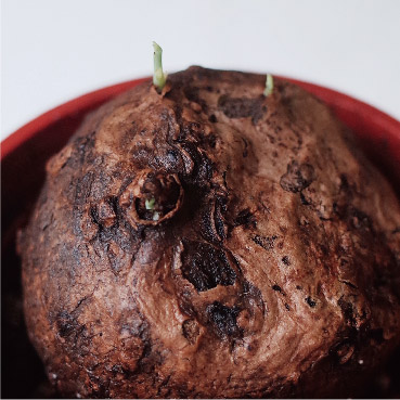 Stephania sprout side, day 14, the new shoot has grown