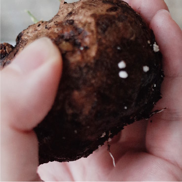 Stephania water-uptake side, day 14, new roots