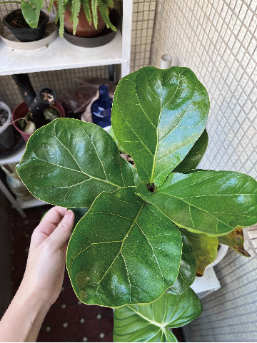Fiddle-leaf fig leaves before ZHÍ