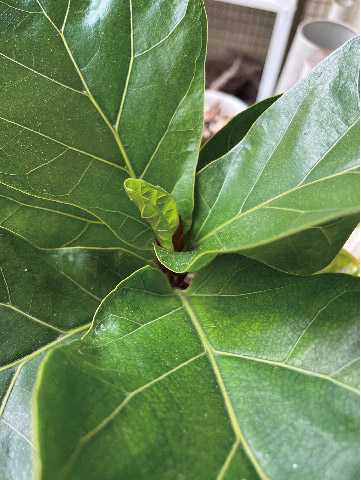 Fiddle-leaf fig new bud on day 14 with ZHÍ