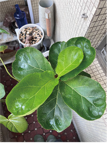 Fiddle-leaf fig new leaf on day 24 with ZHÍ