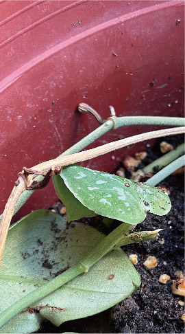 Satin pothos rootless cutting just planted