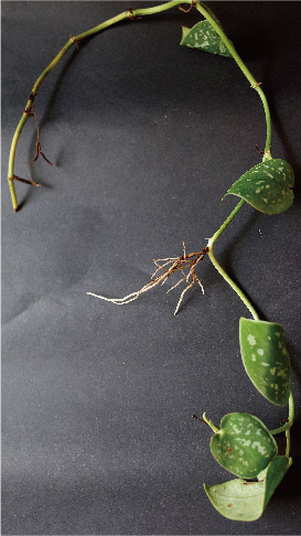 Satin pothos stem A, lifted on day 14