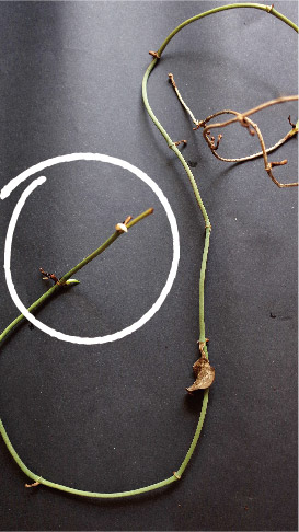 Satin pothos stem B, lifted on day 14