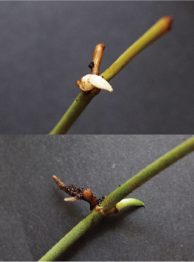 Close-up of satin pothos stem B on day 14