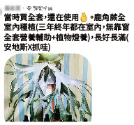 A staghorn fern grown indoors for three years, filled in with the full nutrition set