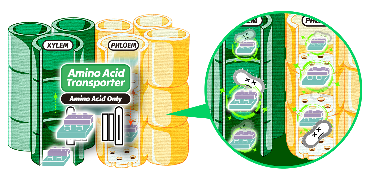 Citrus Greening Impact