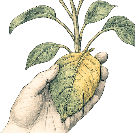Leaf signals