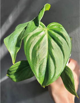Zhizi, founder of a foliage-plant community